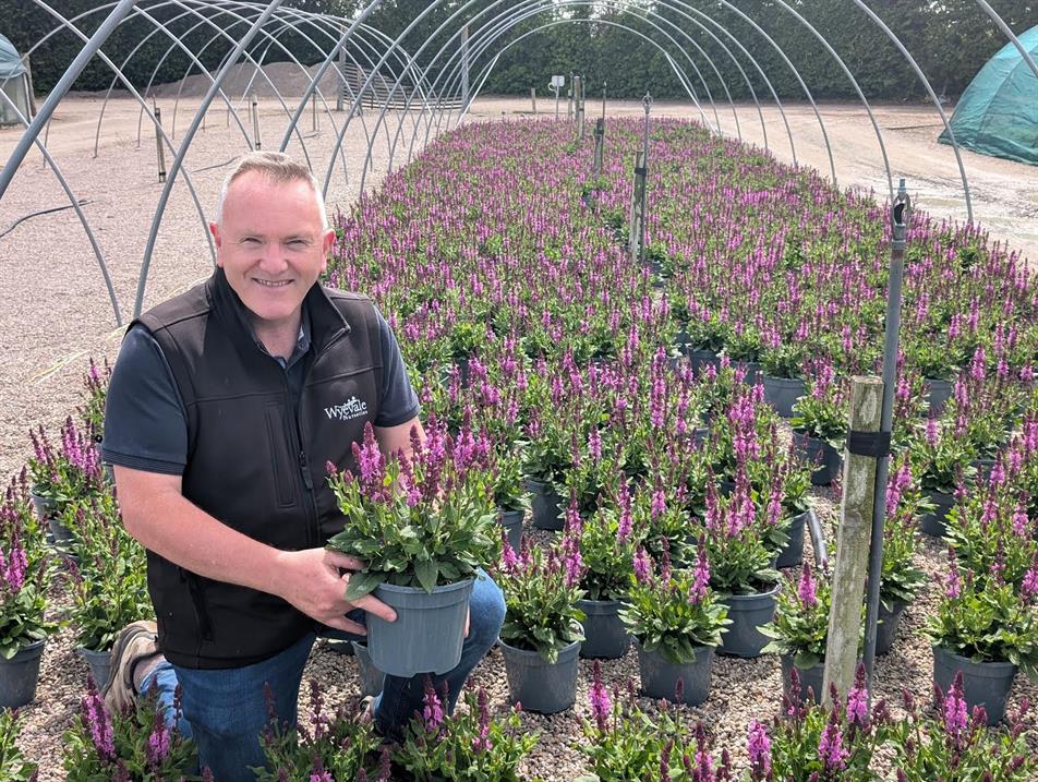 Colin Stanley, Garden Centre Sales Manager at Wyevale Nurseries, with Salvia Rose Marvel.